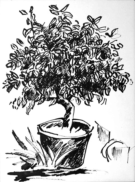 Représentation d'un citronnier en encre de Chine, titre Le Citronnier - 1