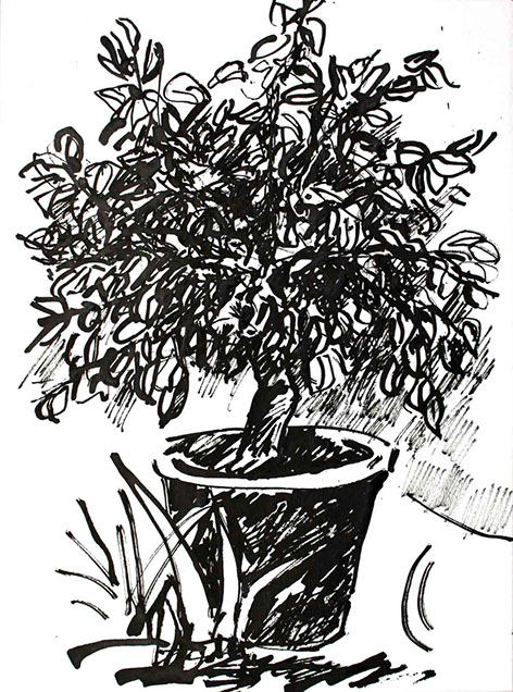 Représentation d'un citronnier en encre de Chine, titre Le Citronnier - 5