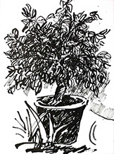 Bouton d'option vers Le Citronnier en encre de Chine. Miniature d'un dessin en encre de Chine.