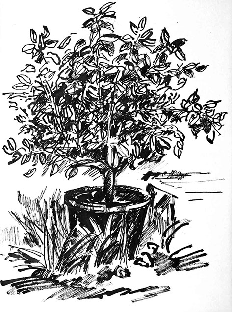 Représentation d'un citronnier en encre de Chine, titre Le Citronnier - 9