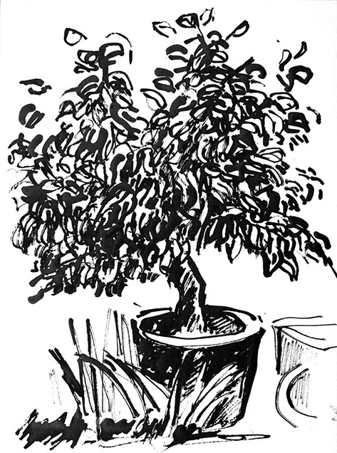 Représentation d'un citronnier en encre de Chine, titre Le Citronnier - 10