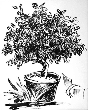 Afbeelding van een citroenboom, met Chinese inkt getekend, De citroenboom - 1