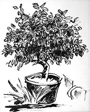 Afbeelding van een citroenboom, met Chinese inkt getekend, De citroenboom - 1