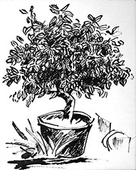 Afbeelding van een citroenboom, met Chinese inkt getekend, De citroenboom - 1