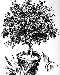 Afbeelding van een citroenboom, met Chinese inkt getekend, De citroenboom - 1