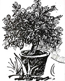 Afbeelding van een citroenboom, met Chinese inkt getekend, De citroenboom - 5