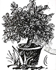 Afbeelding van een citroenboom, met Chinese inkt getekend, De citroenboom - 5