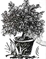 Afbeelding van een citroenboom, met Chinese inkt getekend, De citroenboom - 5