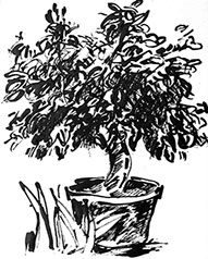 Afbeelding van een citroenboom, met Chinese inkt getekend, De citroenboom - 6