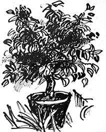 Afbeelding van een citroenboom, met Chinese inkt getekend, De citroenboom - 7