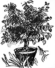 Afbeelding van een citroenboom, met Chinese inkt getekend, De citroenboom - 7