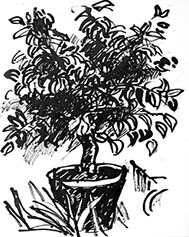 Afbeelding van een citroenboom, met Chinese inkt getekend, De citroenboom - 7