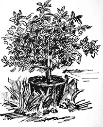 Afbeelding van een citroenboom, met Chinese inkt getekend, De citroenboom - 9