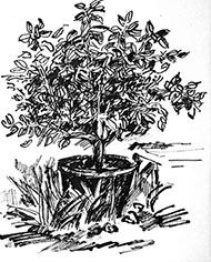 Afbeelding van een citroenboom, met Chinese inkt getekend, De citroenboom - 9