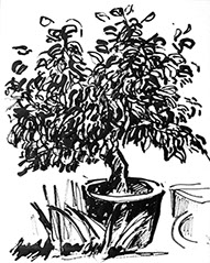 Afbeelding van een citroenboom, met Chinese inkt getekend, De citroenboom - 10