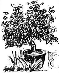 Afbeelding van een citroenboom, met Chinese inkt getekend, De citroenboom - 10