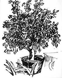 Afbeelding van een citroenboom, met Chinese inkt getekend, De citroenboom - 11